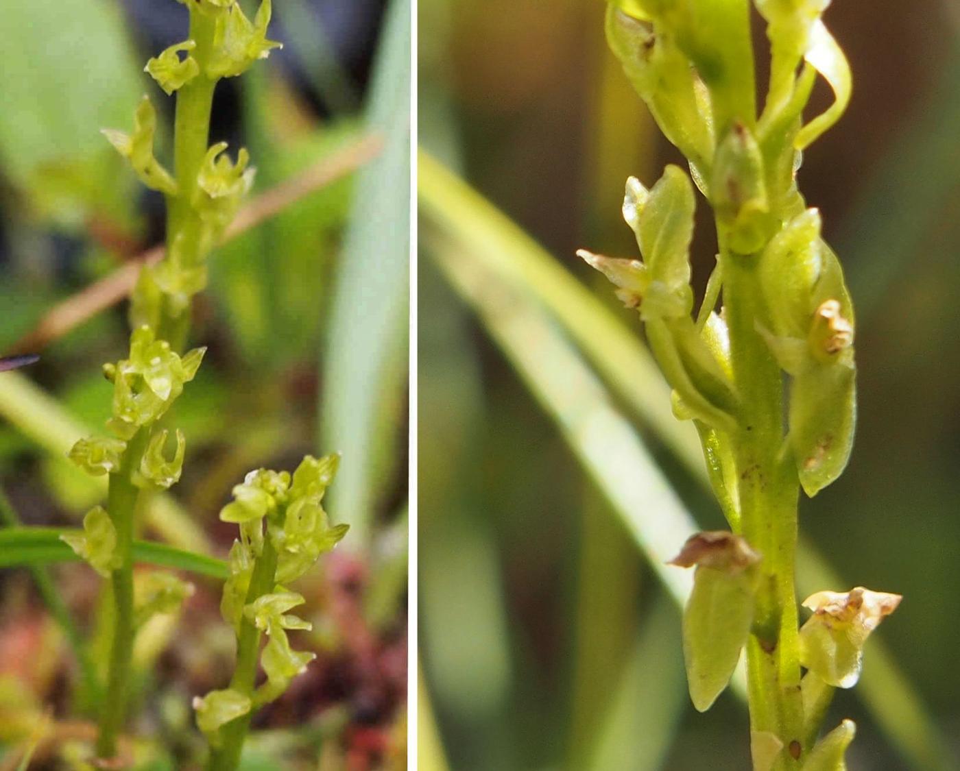 Orchid, (Little) Bog flower